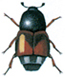 Almond bark beetle
