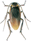 American cockroach