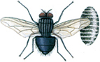 Blowfly and pupa