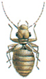 Booklouse