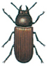 Broad-horned flour beetle, Gnathocerus cornutus