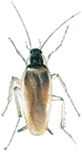 Brown-banded cockroach
