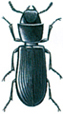 Cadelle beetle