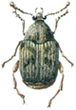Common bean weevil