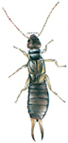 Common earwig