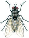 Common house fly