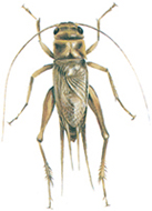 Cricket