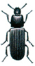Dark flour beetle