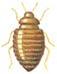 Female odd beetle