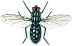 Flesh fly