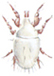 Flour mite