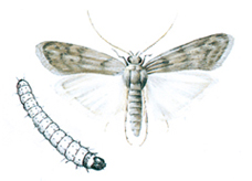 Flour moth and larva