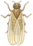 Fruitfly