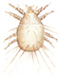 Fungus mite