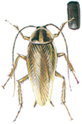 German cockroach with egg capsule