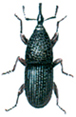 Granary weevil