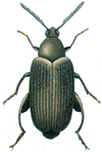 Groundnut beetle