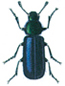 Ham beetle