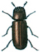 Lesser grain borer