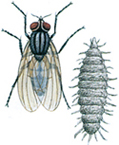 Lesser house fly and larva