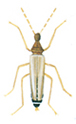 Male odd beetle