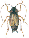 Oriental cockroach, female