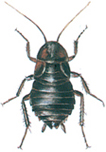 Oriental cockroach, female