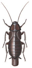 Orientalsk kakerlak, female