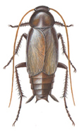 Orientalsk kakerlak, male