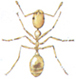 Pharaoh ant