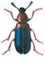Red-breasted kopra beetle