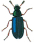 Red-legged kopra beetle
