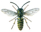 Regular hornet - Wasp