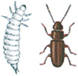 Rust-red grain beetle and larva