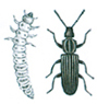 Saw-toothed grain beetle and larva