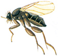 Scuttle fly