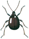 Shiny spider beetle