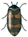 Trogoderma dermestid beetle
