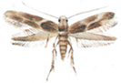 Wine moth