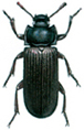 Yellow mealworm beetle