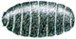 house fly pupa