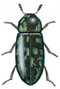 Cis boleti