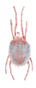 Clover mite