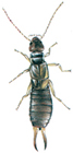 Common earwig