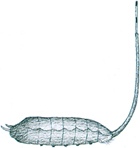 Dronefly larva