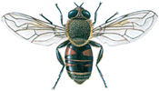 Dronefly