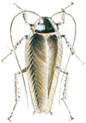 Dusky cockroach