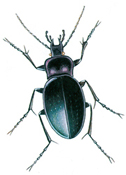 European ground beetle