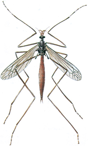 Harvestman