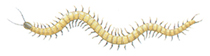 Soil centipede